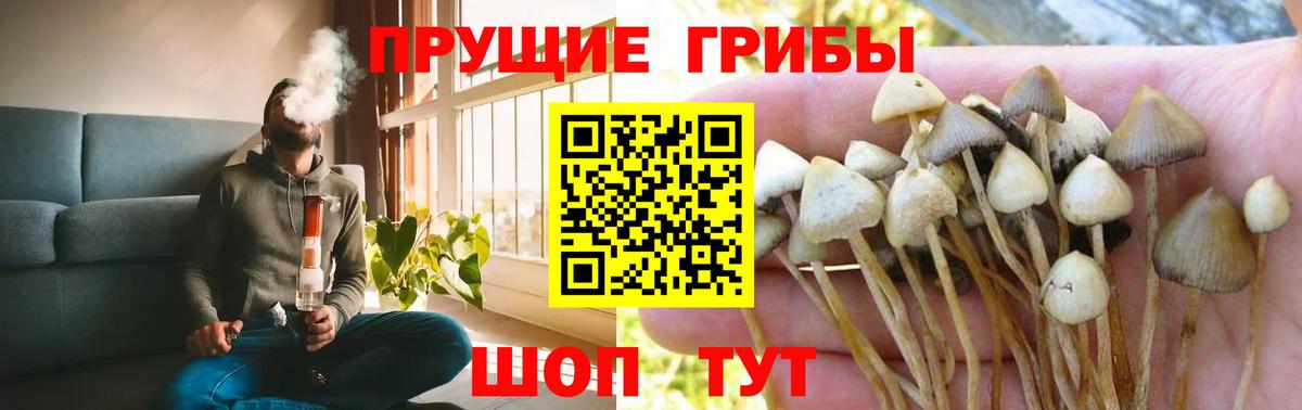 Галлюциногенные грибы Psilocybine cubensis Хасавюрт